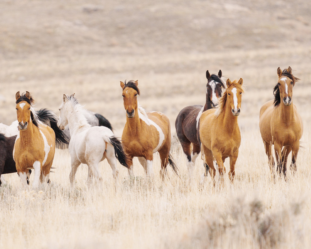 Wild horses in field run towards camera, photographed by Tandin Chapman