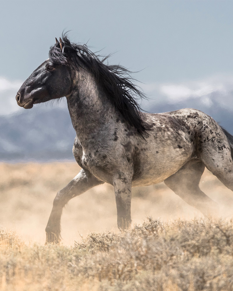 Grey stallion running